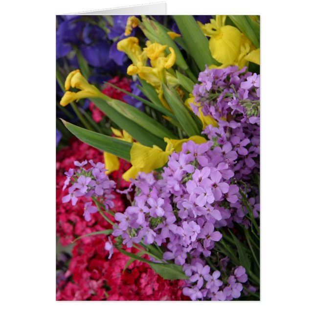 Blume in mehreren Farben (Vorne)