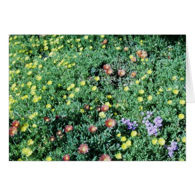 Blume in Mexiko (Vorderseite (Horizontal))