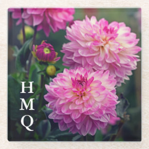 Blume in Rosa und Weiß Dahlia Glasuntersetzer