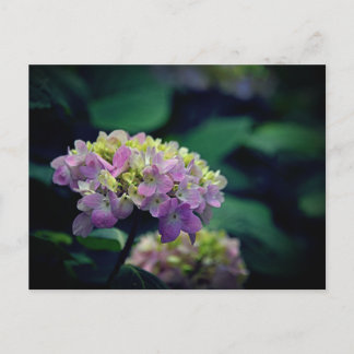 Blume in Rosa und Weiß-Hydrangea Foto Feiertagspostkarte