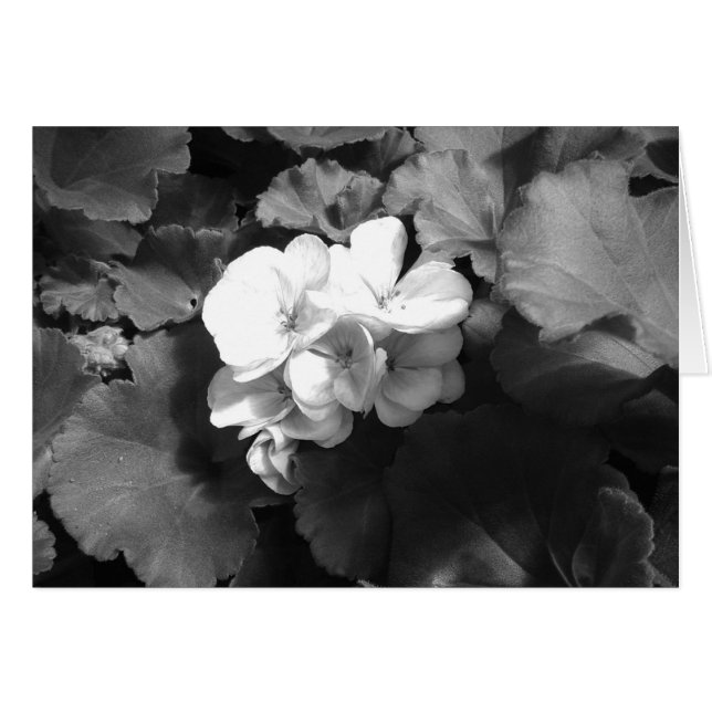 Blume in Schwarz und Weiß (Vorderseite (Horizontal))