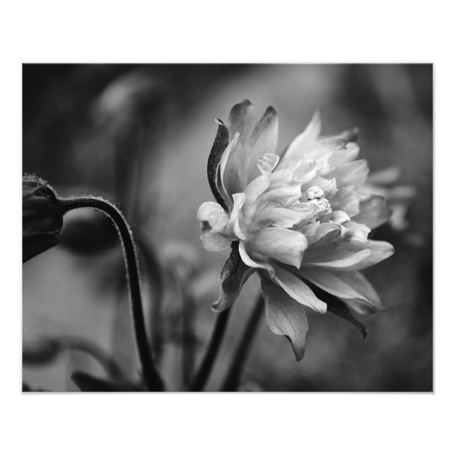 Blume in Schwarz und Weiß Fotodruck (Vorne)