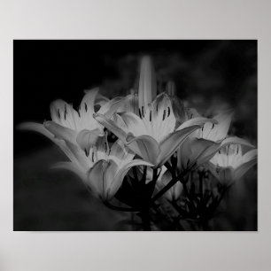 Blume in Schwarz und Weiß Poster