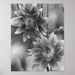Blume in Schwarz und Weiß Poster
