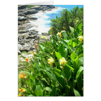 Blume in Tamarama Cove