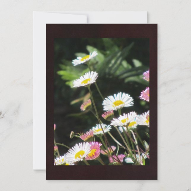 Blume in Weiß und Rosa (Vorderseite)