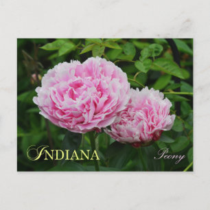 Blume Indiana Staat: Peony Postkarte