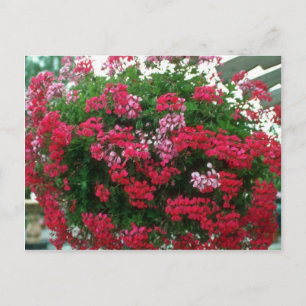Blume Ivy Geranium (Pelargonium Peltatum) Postkarte