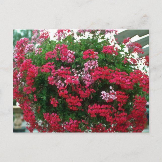 Blume Ivy Geranium (Pelargonium Peltatum) Postkarte (Vorderseite)