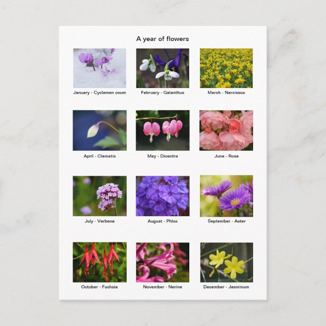 Blume Jahr Postkarte (Vorderseite)