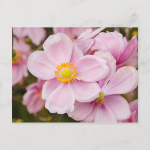Blume japanischen Anemons Postkarte
