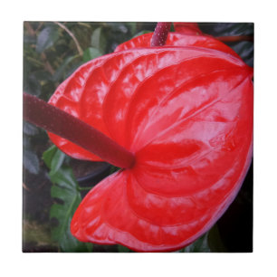 Blume Kleine (4,25" x 4,25") Keramik Foto Tile Fliese