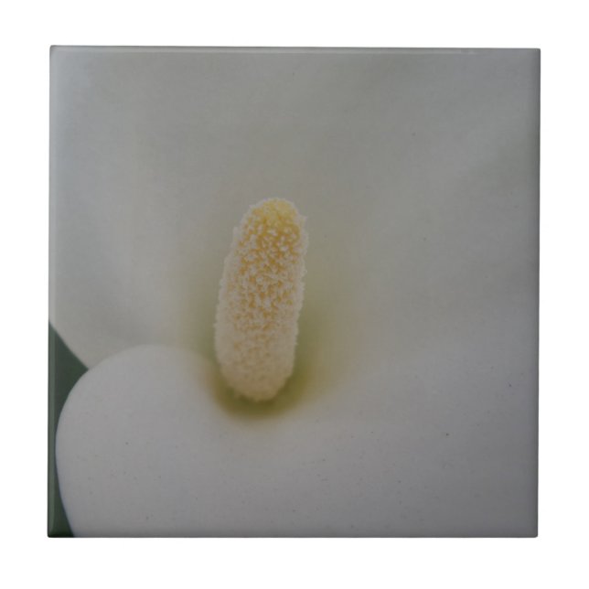 Blume Kleine (4,25" x 4,25") Keramik Foto Tile Fliese (Vorderseite)