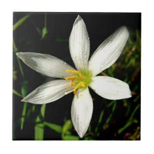 Blume Kleine (4,25" x 4,25") Keramik Foto Tile Fliese