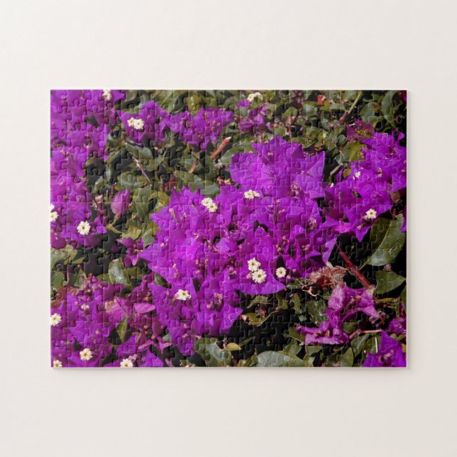 Blume Lila Bougainvillea (Horizontal)