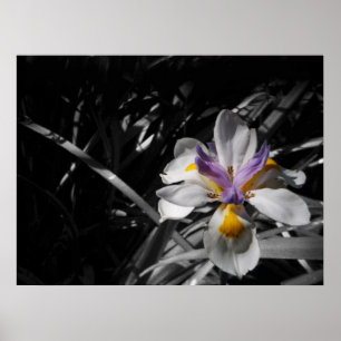Blume - lila gelbes Weiß Poster
