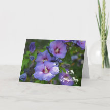 Blume lila Hibisken mit Beileid