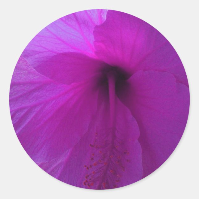 Blume lila Hibisken Runder Aufkleber (Vorderseite)