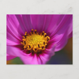 Blume Lila Postkarte