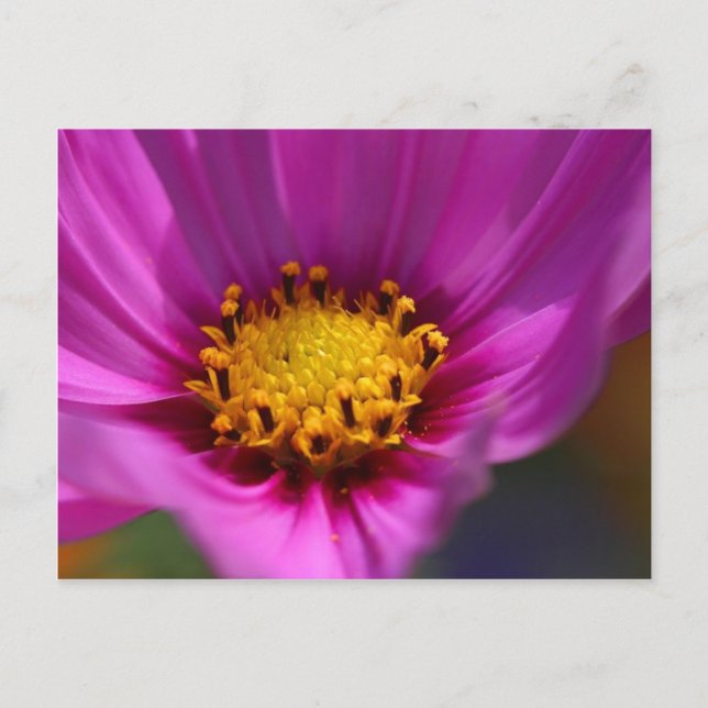 Blume Lila Postkarte (Vorderseite)