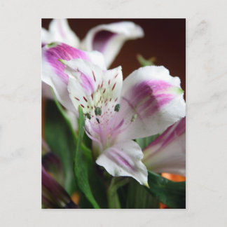 Blume lila und Weiße Lilie Postkarte