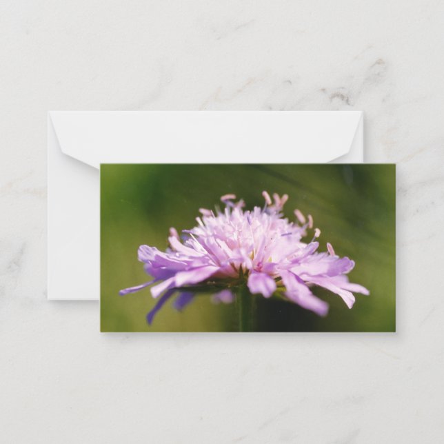 Blume Lilac Scabious (Knautia arvensis) Mitteilungskarte (Vorderseite)