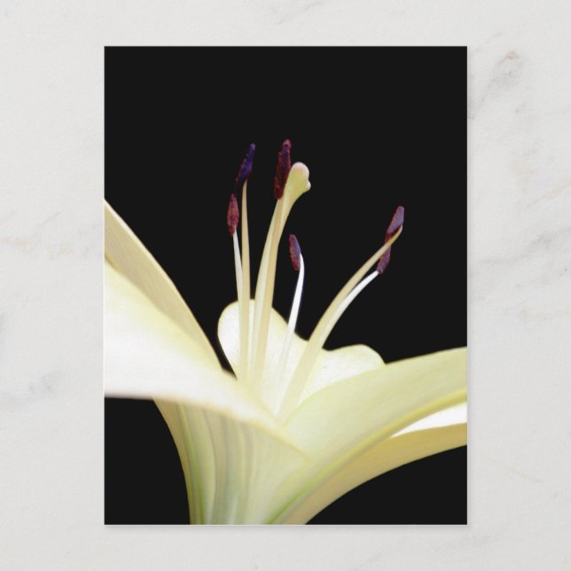 Blume Lilies Blume Foto Postkarte (Vorderseite)