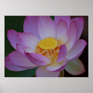 Blume Lotus und ihre Bedeutung Poster