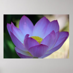 Blume Lotus und ihre Bedeutung Poster
