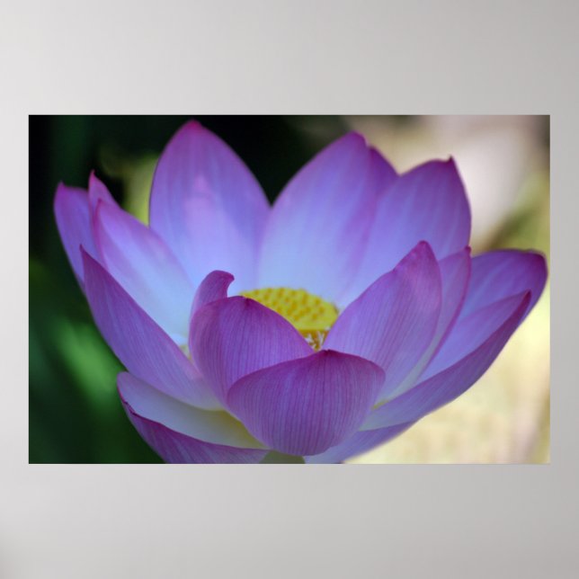 Blume Lotus und ihre Bedeutung Poster (Vorne)