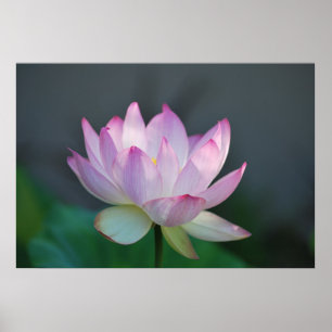 Blume Lotus und ihre Bedeutung Poster