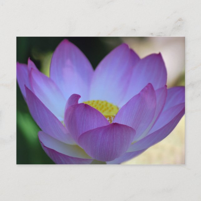 Blume Lotus und ihre Bedeutung Postkarte (Vorderseite)