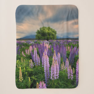 Blume   Lupinefeld in Neuseeland Sherpadecke