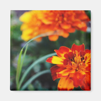 Blume Magnant Magnet