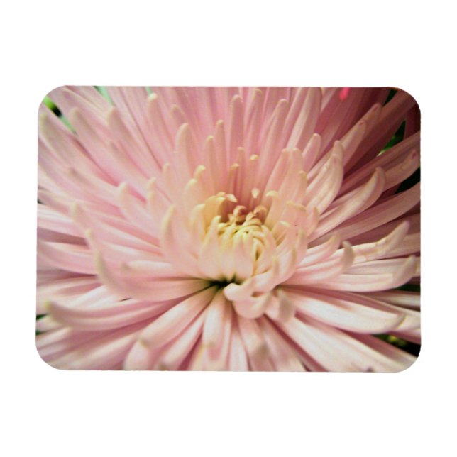 Blume Magnet (Horizontal)