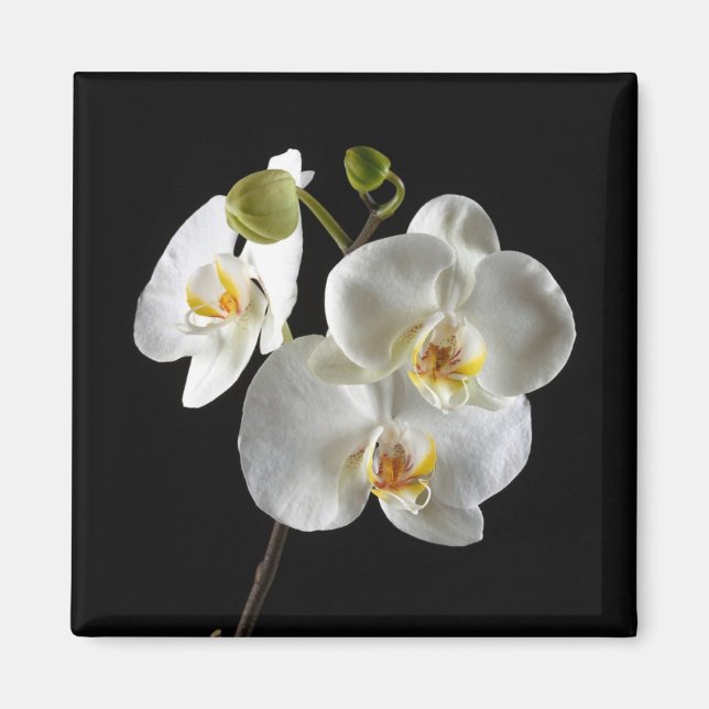 Blume Magnet (Vorne)