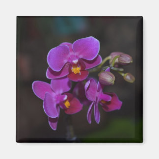 Blume Magnet lila Orchidee