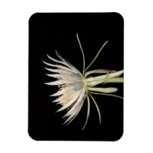 Blume-Magnet
