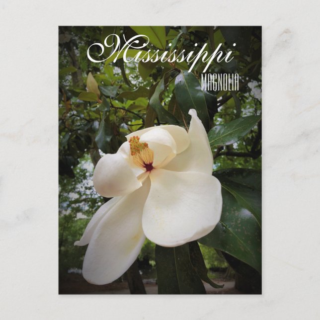 Blume Mississippi Staat Magnolia Grandiflora Postkarte (Vorderseite)