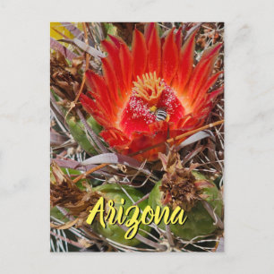 Blume mit Biene, Arizona Postkarte