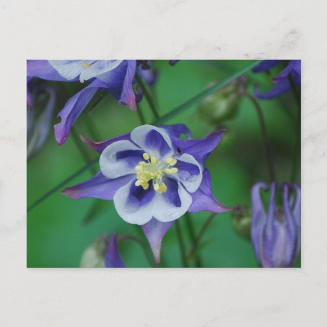 Blume mit blauer und weißer Kolumne Postkarte (Vorderseite)