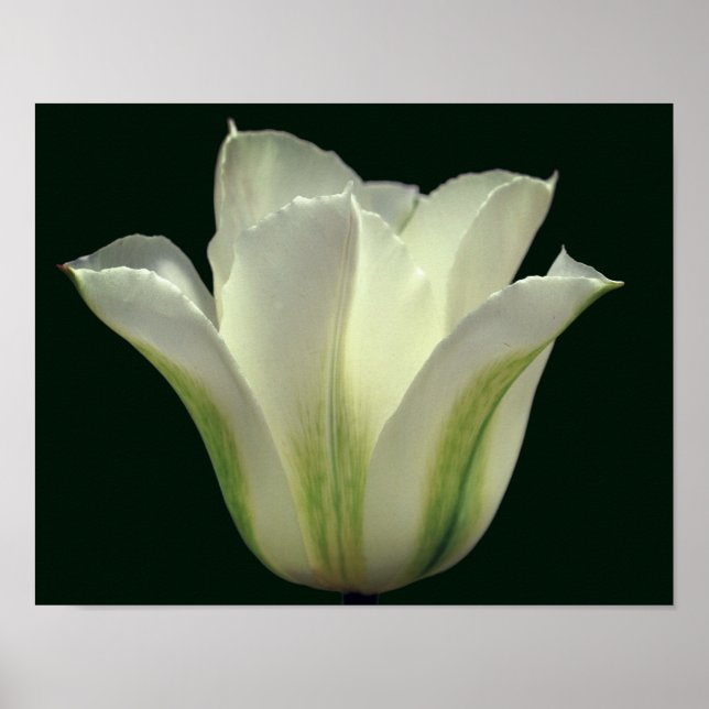Blume mit grünem Strip Nah Poster (Vorne)