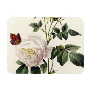 Blume mit Rosa, Pierre Joseph Redouté Magnet