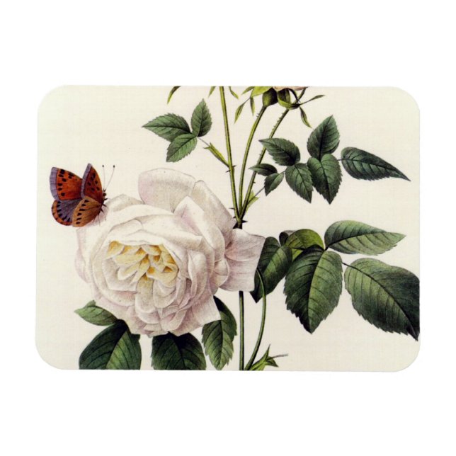 Blume mit Rosa, Pierre Joseph Redouté Magnet (Horizontal)