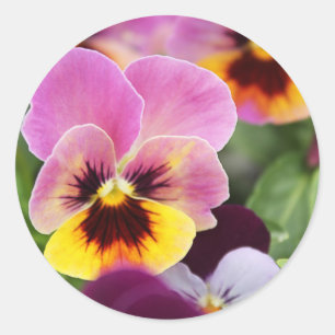 Blume mit rosa und gelben Farbtönen Runder Aufkleber