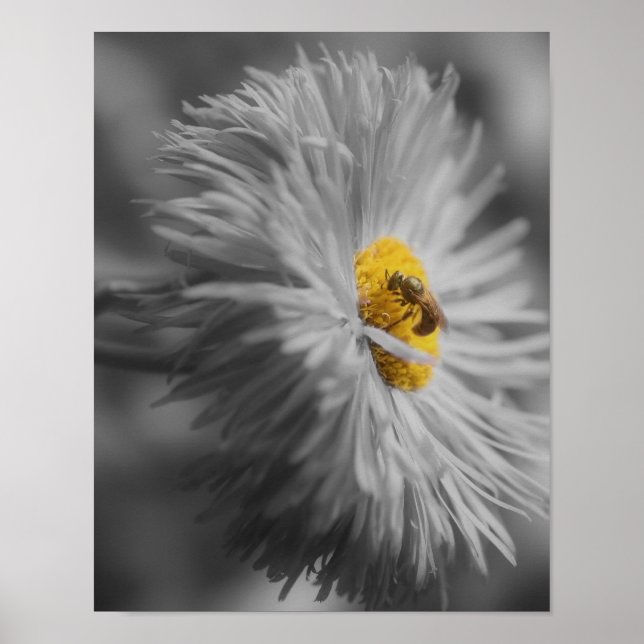 Blume mit Teilfarbe Bienen Poster (Vorne)