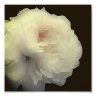 Blume mit weißer Rose im Vollblut 8x8 Fotodruck