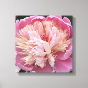 Blume Nahaufnahme - In Blüte - Rosa Leinwanddruck