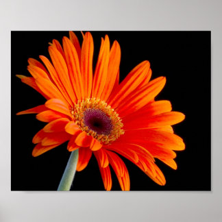 Blume Nahes Poster
