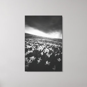 Blume Narcissus auf dem Berg Golica, Slowenien Leinwanddruck